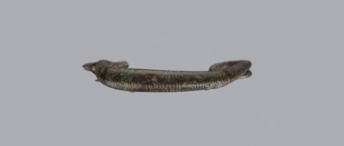 Arched fibula, one-piece fibula with an arched bow made of a round bronze bar, decorated with