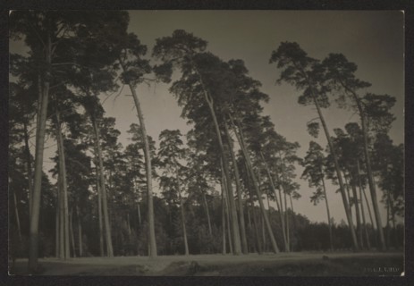 Forest near Kalwaria, photographed by Jan Bulhak 1876–1950. Pines, circa 1934. Photograph, nature