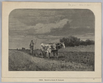 Ploughing; painting/woodcut illustration depicting oxen ploughing a cultivated field with harrows