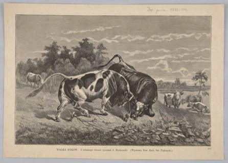 Bullfight; Brodowski, Józef 1828-1900 illustrator/author, Kluczewski, Michal fl. 1869-1890 woodcut
