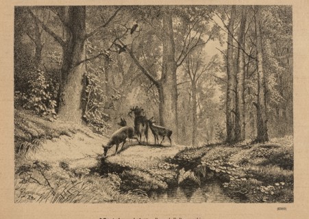 On the lek; title page illustration, 1885. Woodcut by Feliks Brzozowski 1836–1892. Illustration of