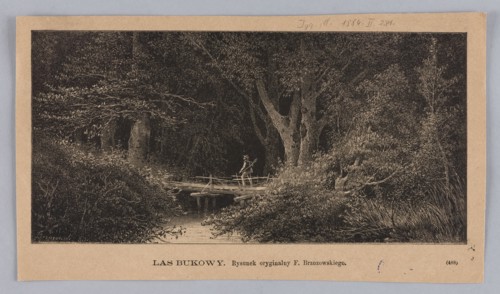 Beech forest; illustration by Feliks Brzozowski 1836–1892, 1884; graphics/press illustration