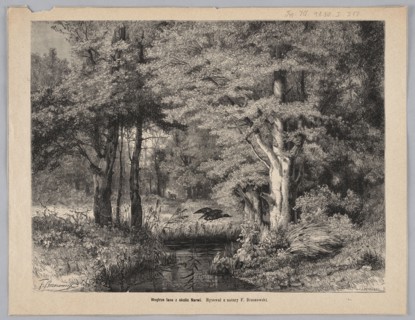 The interior of the forest near the Narew River; woodcut after a painting by Feliks Brzozowski
