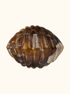 Balsamarium in the shape of a double shell, 2nd–3rd century AD, vessel, height 7.1 cm, A rounded,