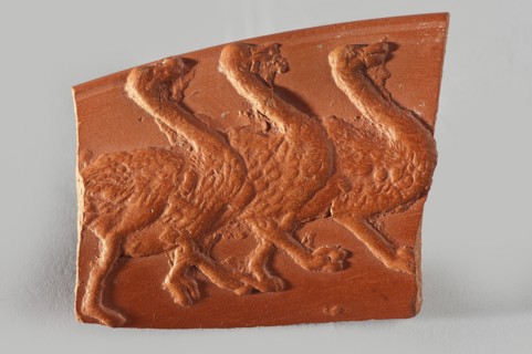 Fragment of a terra sigillata plate rim. In the rim part there is a zoomorphic decoration in the