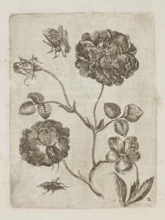 Floral arrangement; Tobias Frankenberger 1627–1664, young engraver/author; German; Alsace France,
