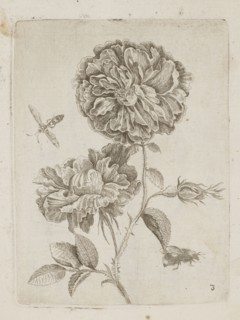 Floral arrangement; Tobias Frankenberger 1627–1664, engraver; German Alsace, France; flowers,