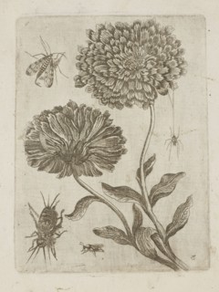 Floral arrangement; Tobias Frankenberger 1627–1664, young, engraver; German; flowers; Alsace