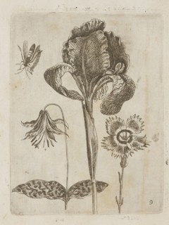 Floral arrangement; Tobias Frankenberger 1627–1664, young; engraver/author; German culture, Alsace