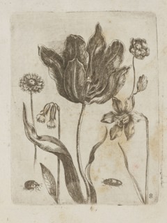Floral arrangement, Tobias Frankenberger 1627–1664, young, engraver; German; Strasbourg; flowers,