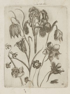Floral arrangement; Tobias Frankenberger 1627–1664, engraver; flowers; German; Strasbourg, Alsace;