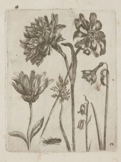 Floral arrangement, Tobias Frankenberger 1627–1664; young, engraver; German Alsace/Strasbourg, 1662