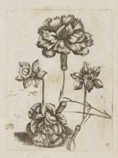 Floral arrangement, Tobias Frankenberger 1627–1664, young, engraver/author. Flowers daffodils,