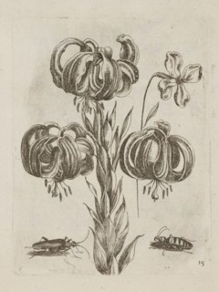 Floral arrangement, Tobias Frankenberger 1627–1664, engraver; German; flowers; Alsace Strasbourg,