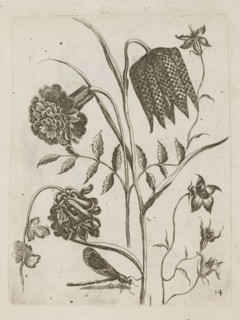 Floral arrangement, Tobias Frankenberger 1627–1664, engraver, German, 1662. Ink/engraving on paper,