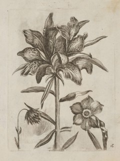 Floral arrangement; Tobias Frankenberger 1627–1664, engraver; German; 1662; album; flowers lilies,