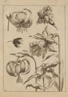 Floral composition; Jeremias Falck ca. 1609–1677, engraver; Frederik de Wit ca. 1630–1706, younger,