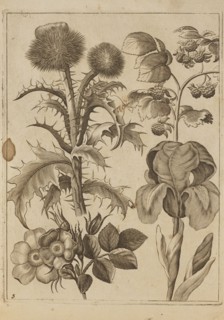 Flower arrangement; Frederik de Wit ca. 1630–1706, young creator; Jeremias Falck ca. 1609–1677