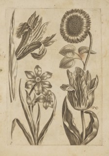 Floral composition; creator: Frederik de Wit ca. 1630–1706, young; engraver: Jeremias Falck ca.