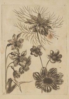Floral composition; artist: Frederik de Wit ca. 1630–1706, young; engraver: Jeremias Falck ca.