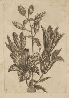 Floral arrangement by Frederik de Wit ca. 1630–1706, young, engraved by Jeremias Falck ca.