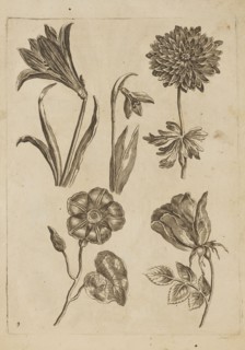 Floral composition; Frederik de Wit ca. 1630–1706 young; engraver Jeremias Falck ca. 1609–1677;