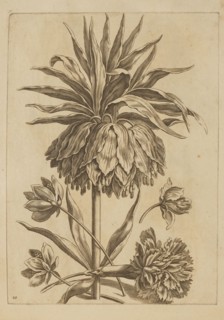 Flower arrangement; Jeremias Falck ca. 1609–1677, engraver; Frederik de Wit ca. 1630–1706, younger,