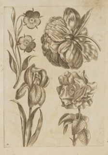 Floral composition; Frederik de Wit ca. 1630–1706 young; engraved by Jeremias Falck ca. 1609–1677;