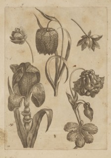 Floral composition, Frederik de Wit ca. 1630–1706; young creator, engraved by Jeremias Falck ca.