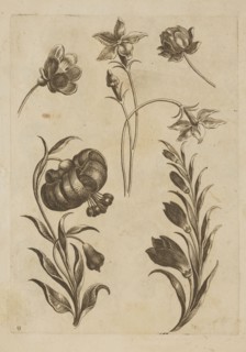 Floral composition; Jeremias Falck ca. 1609–1677, engraver; Frederik de Wit ca. 1630–1706,