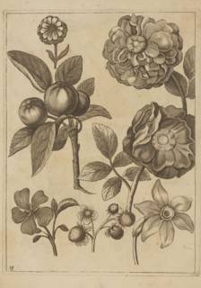 Floral composition; Frederik de Wit ca. 1630–1706; young creator; Jeremias Falck ca. 1609–1677