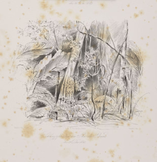 1) The palm trees of Ubussu and Alssai in Rio dos Breves, December 28, 1842; 2) Climbers in Rio dos
