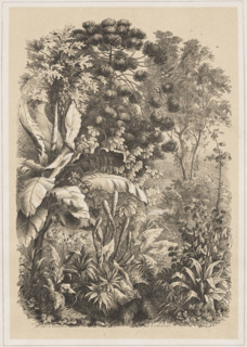 Interior of the Rainforest. The view shows the interior of the Amazon rainforest. Lithograph by a