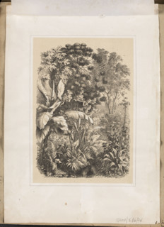 Interior of the Rainforest. Lithograph by EAS (Russian lithographer; fl. ca. 1850–1870), printed at