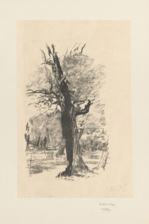 Dry oak against the background of the forest, Wyczólkowski, Leon (1852–1936), graphic artist;