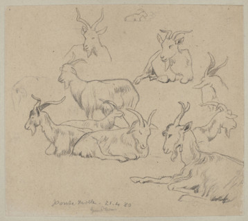 Goat studies; Hans Thoma (1839–1924), illustrator; subject: animals—goats; location depicted: Ponte