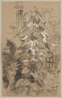 Plant study; Hans Thoma (1839–1924), draughtsman; plants, gardens, plant studies; German drawing,
