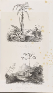 1) Palm trees on the road towards Pedra de Gavea, October 21, 1842; 2) The summit of Pedra de Gavea
