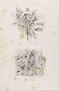 The palm trees of Ubussu and Alssai in Rio dos Breves, December 28, 1842; Climbers in Rio dos