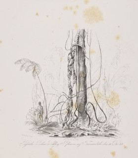 1) Miriti palms on Marajo Island, December 29, 1842; 2) Passiuba palm and vines on the island of