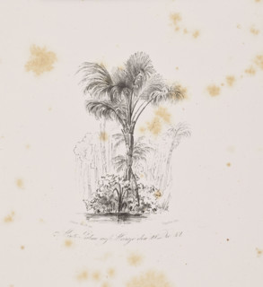 1) Miriti palms on Marajo Island, December 29, 1842; 2) Passiuba palm and vines on the island of