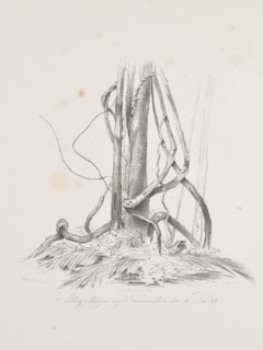 Vines on the island of Tucummaiduba, December 30, 42; The Anthill on the Island of Tucumauduba,