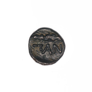 Bronze coin, Pantikapaion; obverse: head of Apollo to the right, ear of corn to the left,