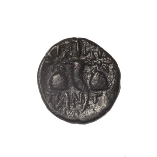 bronze coin, Pantikapaion; iconography: Dioscuri caps, Satyr's head, cornucopia; motifs: head of