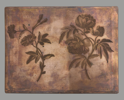 Peony and bindweed. On the left a sprig of peony, on the right a bindweed. Engraving made using the