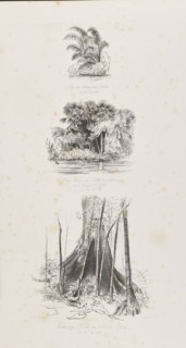 1) Jupati palms in Jaburu, December 27, 1842; 2) Miriti and Calladium arborescens palms in Igarapé