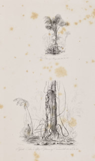 1) Miriti palms on Marajó Island, December 29, 1842; 2) Passiuba palm and vines on the island of