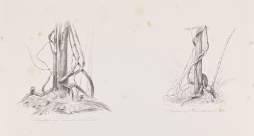 Vines on the island of Tucummaiduba, December 30, 1842; The Anthill on the Island of Tucumauduba,