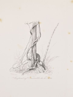 Vines on the island of Tucummaiduba, December 30, 1842; The Anthill on the Island of Tucumauduba,
