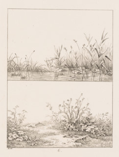 Bank with reeds and grass with thistles, Templates for Landscape Drawers, Examples for the